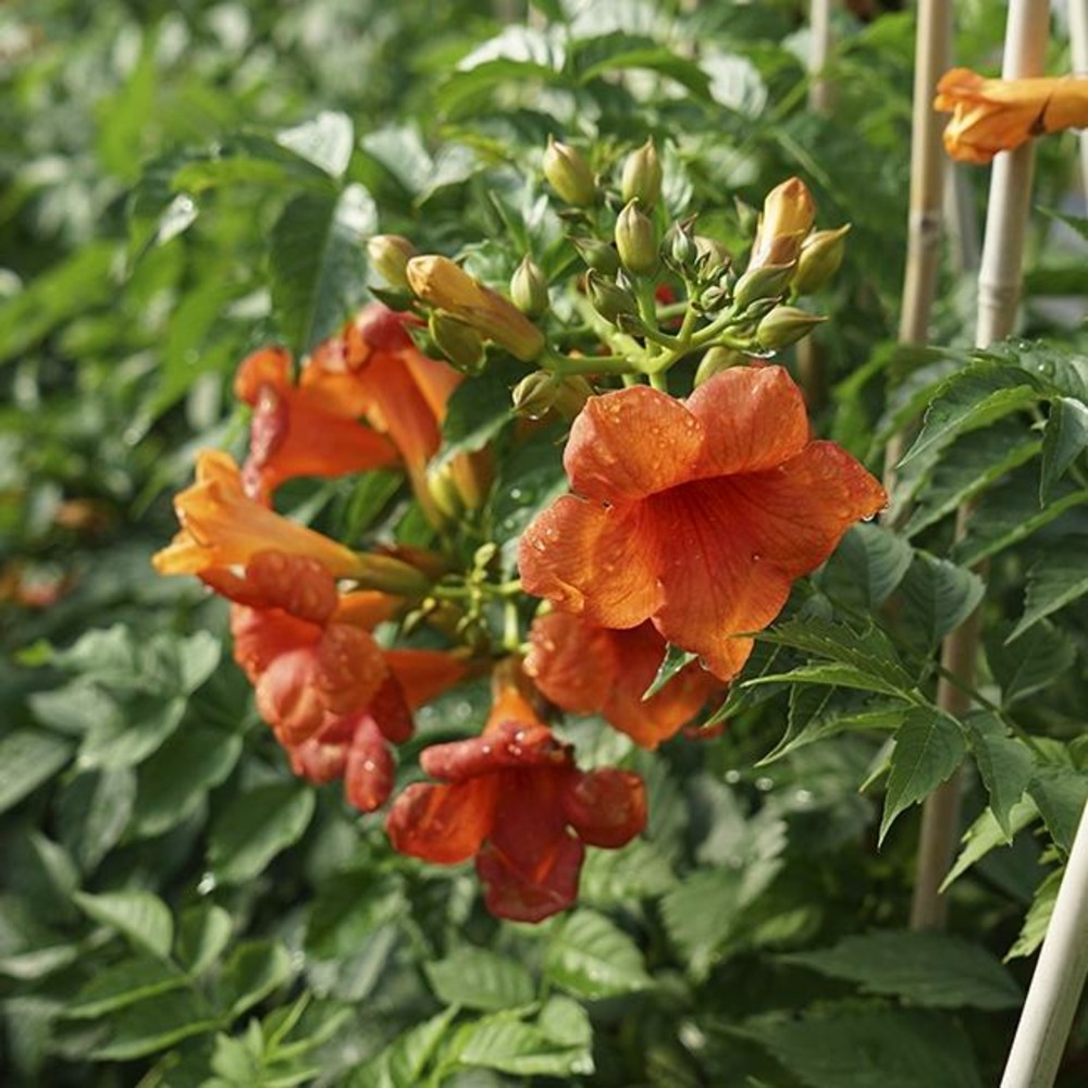 Bignone 'madame galen' - campsis tagliabuana 3l