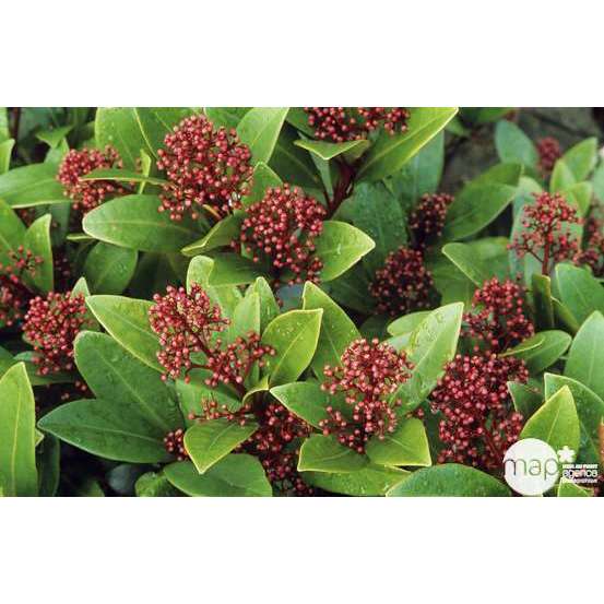 Skimmia japonica ' Rubella ' : H 40/50 cm conteneur 5 litres