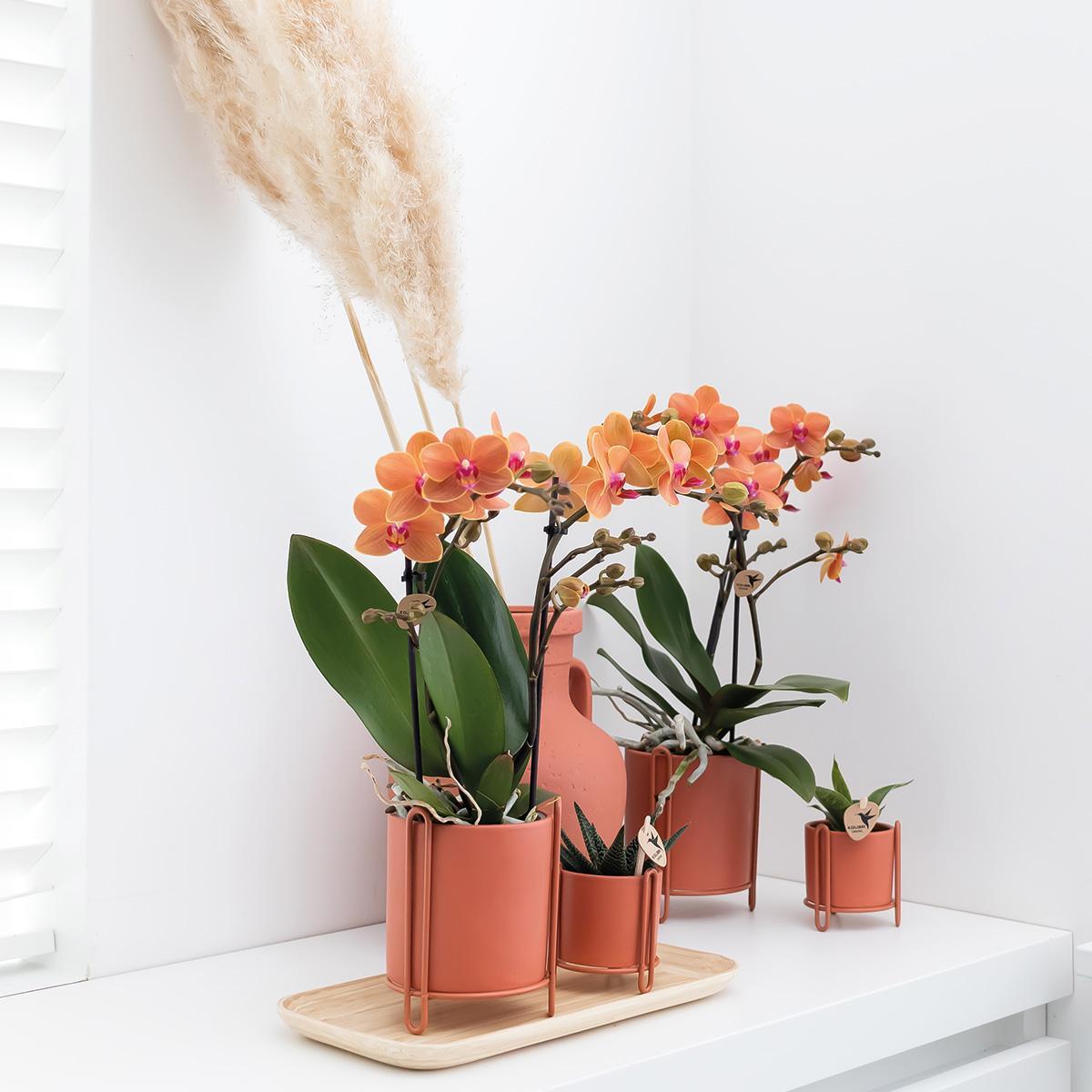Plante d'intérieur - orchidée phalaenopsis orange - ø9cm - plante d'intérieur fleurie 35cm