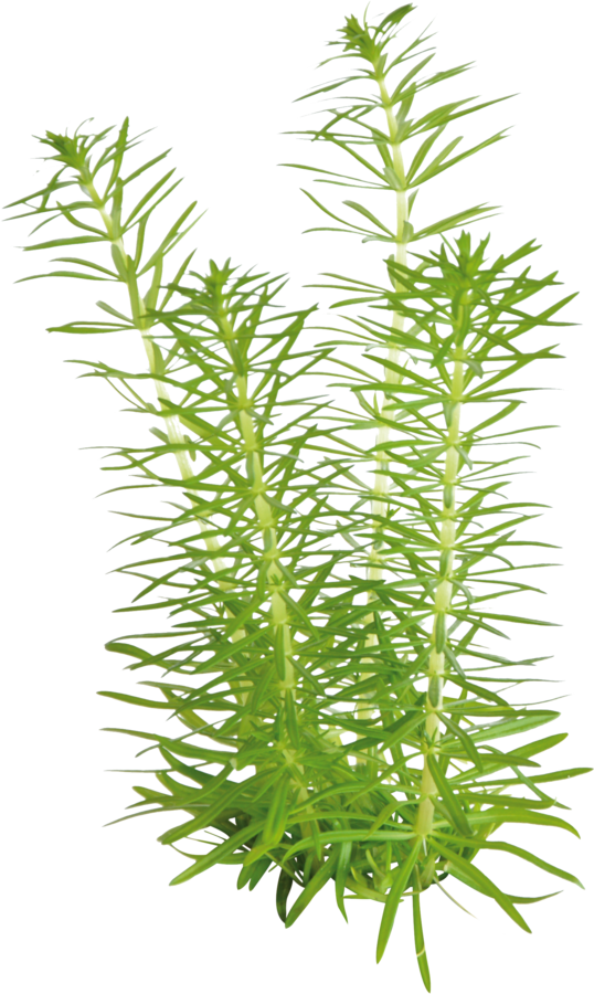 Waterplant Pogostemon Erectus in-vitro | Aquariumplant