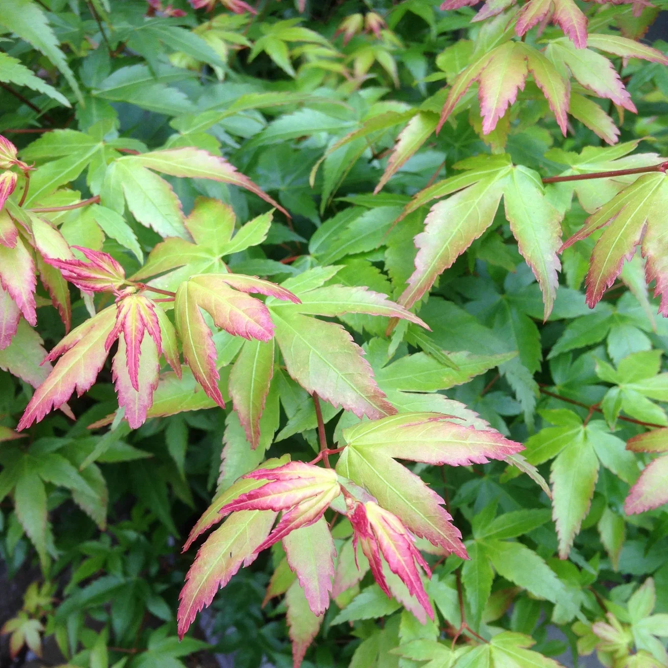 Acer palmatum 'Little Princess' Japansk lønn 'Little Princess' på stamme Høyde 125 cm