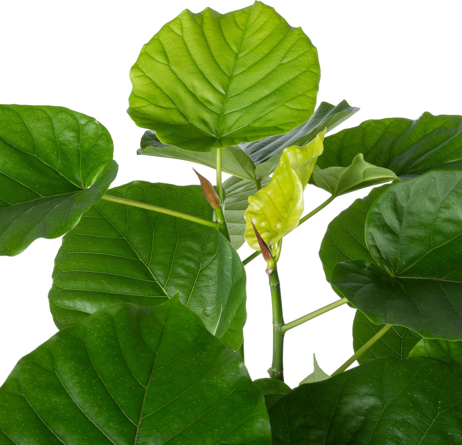 Afrikaanse Vijg (Ficus umbellata) D 27 H 130 cm