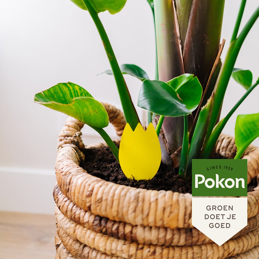 Pokon Bio vangplaatjes tegen potgrondvliegjes 15 stuks
