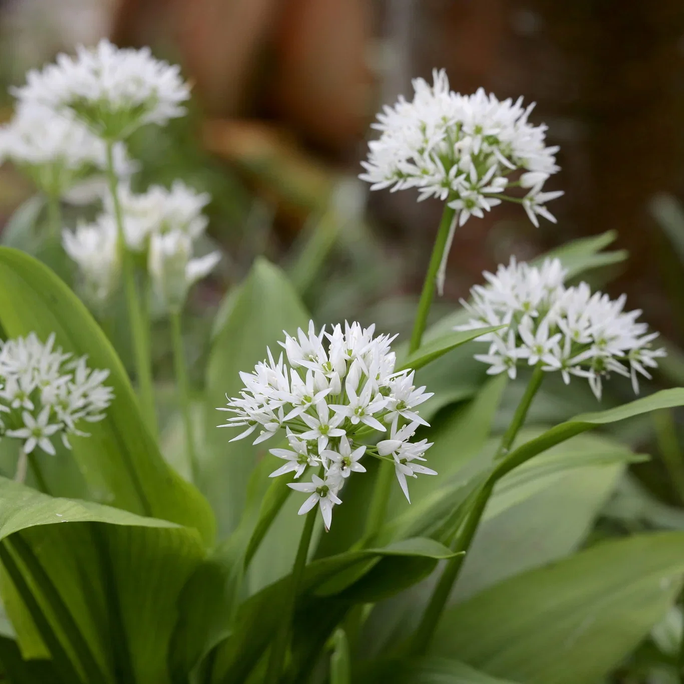 Allium ursinum Ramsløk Ø11 cm