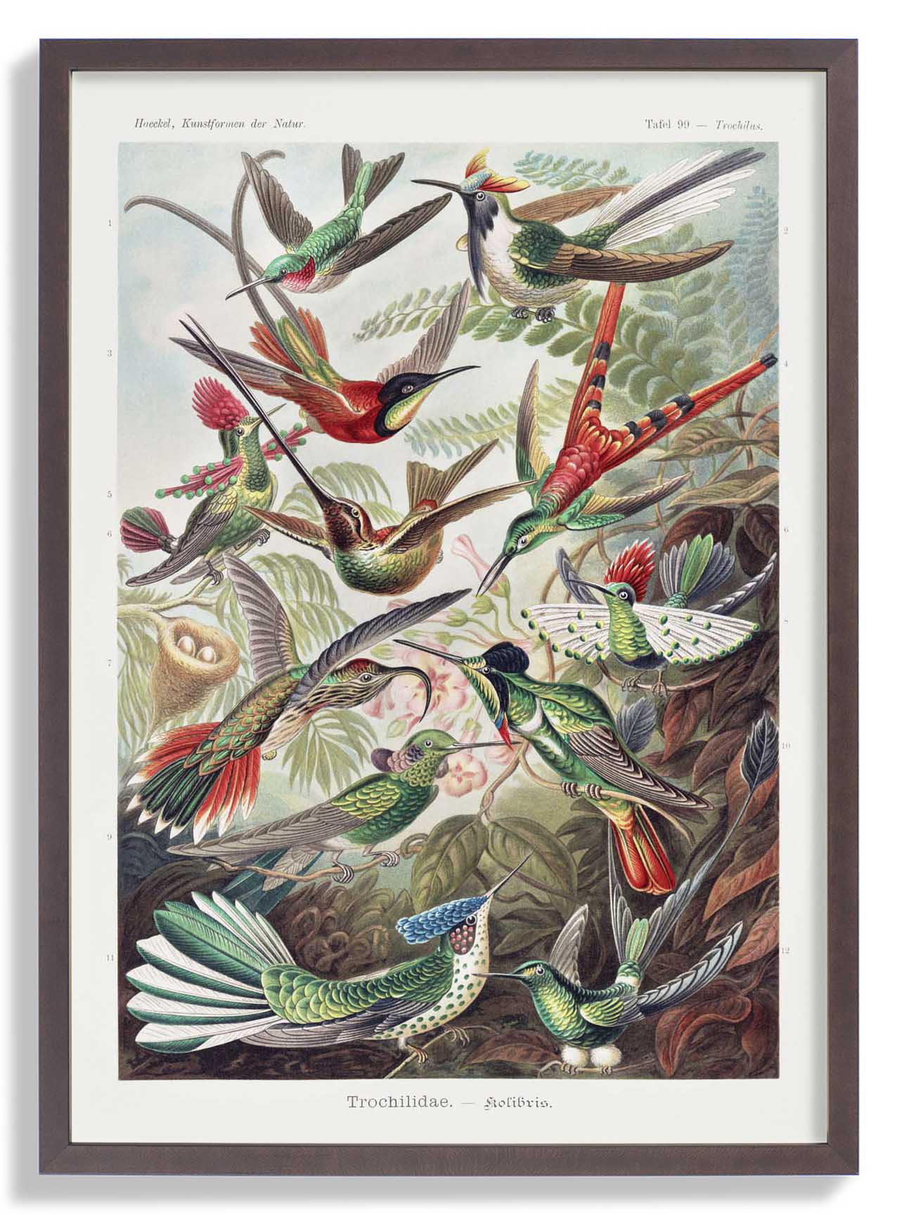 Paradiesvögel von Ernst Haeckel mit weißem Rand