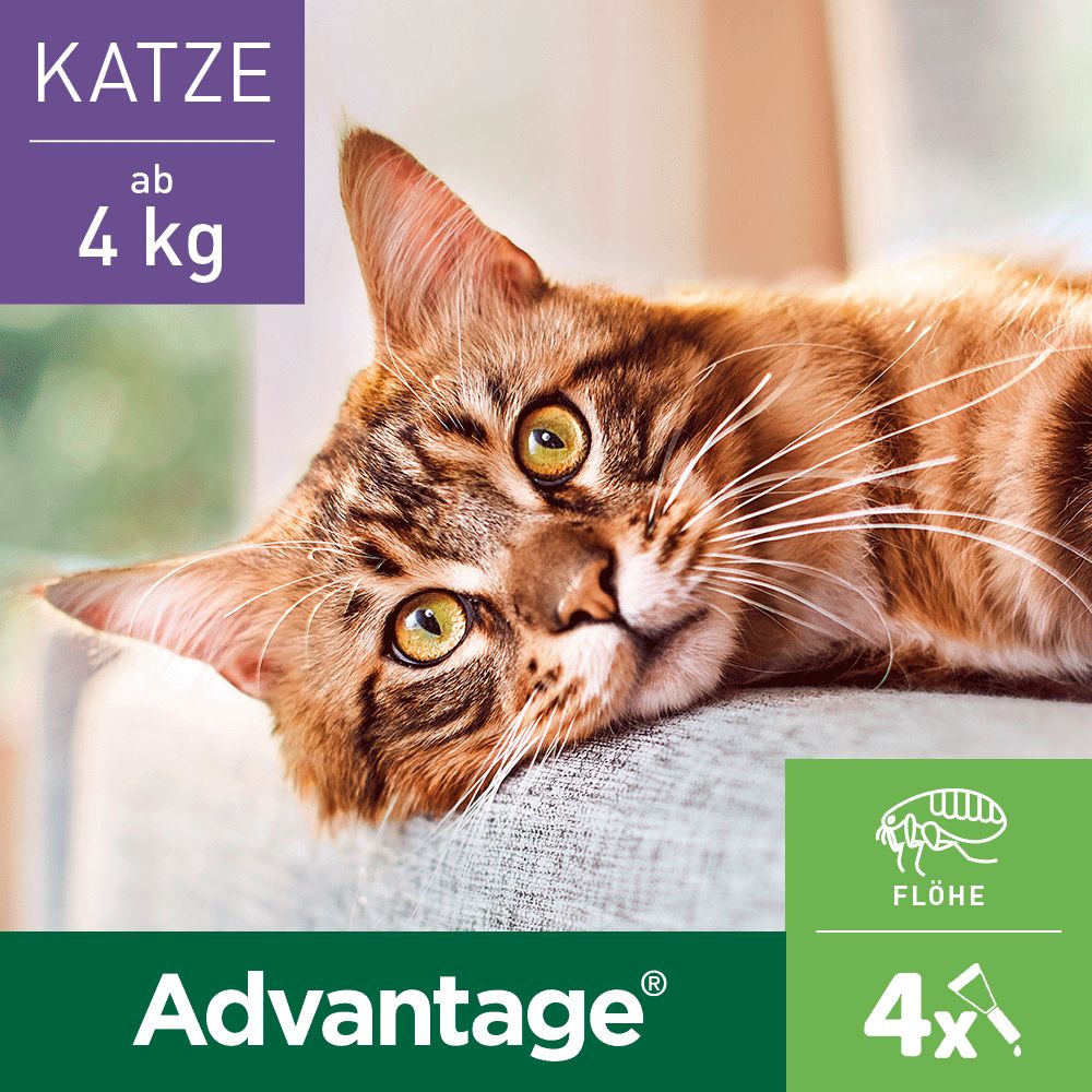 Advantage® 80 mg für Katzen und Zierkaninchen über 4 kg Körpergewicht