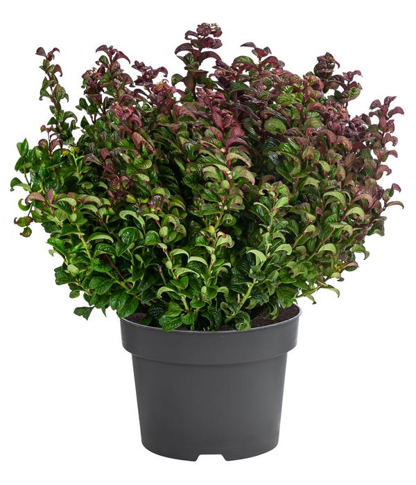 Traubenheide 'Curly Red'