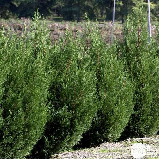 Cupressocyparis Leylandii 2001 : H 125/150 cm, pot 7L