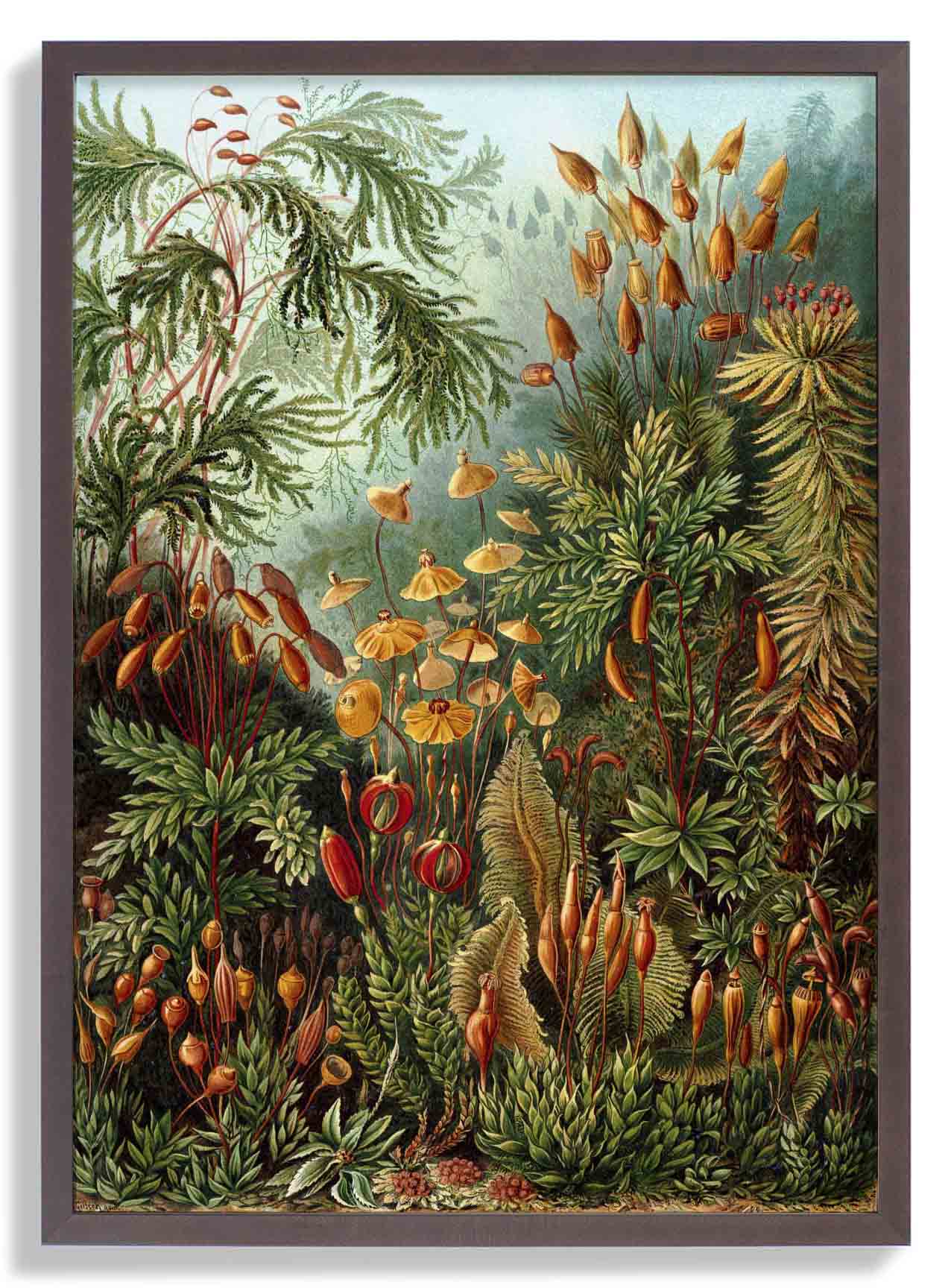 PilzwaldDruck von Ernst Haeckel