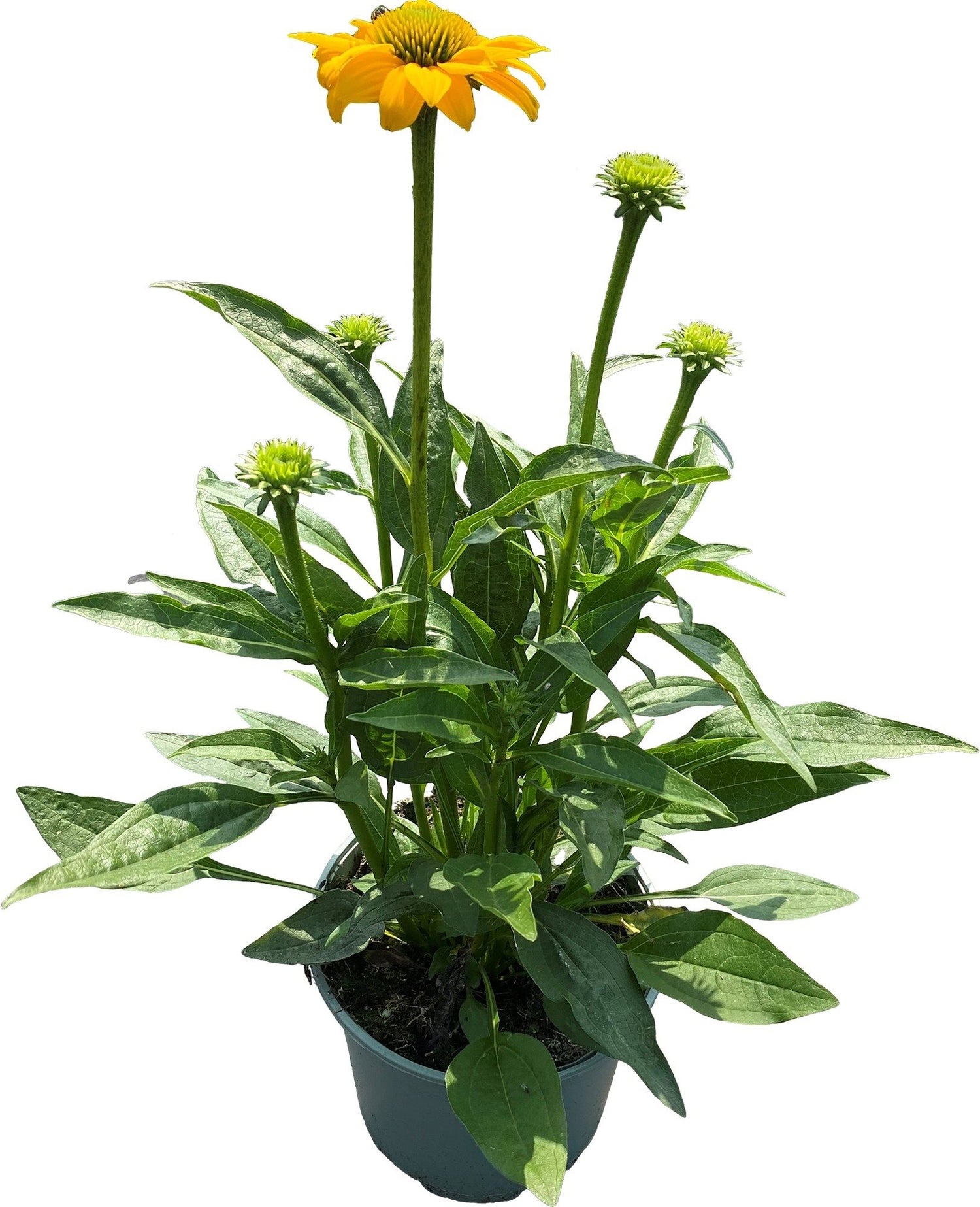 Zonnehoed (Echinacea purpurea 'Sunseekers Yellow Improved') D 17 H 35 cm