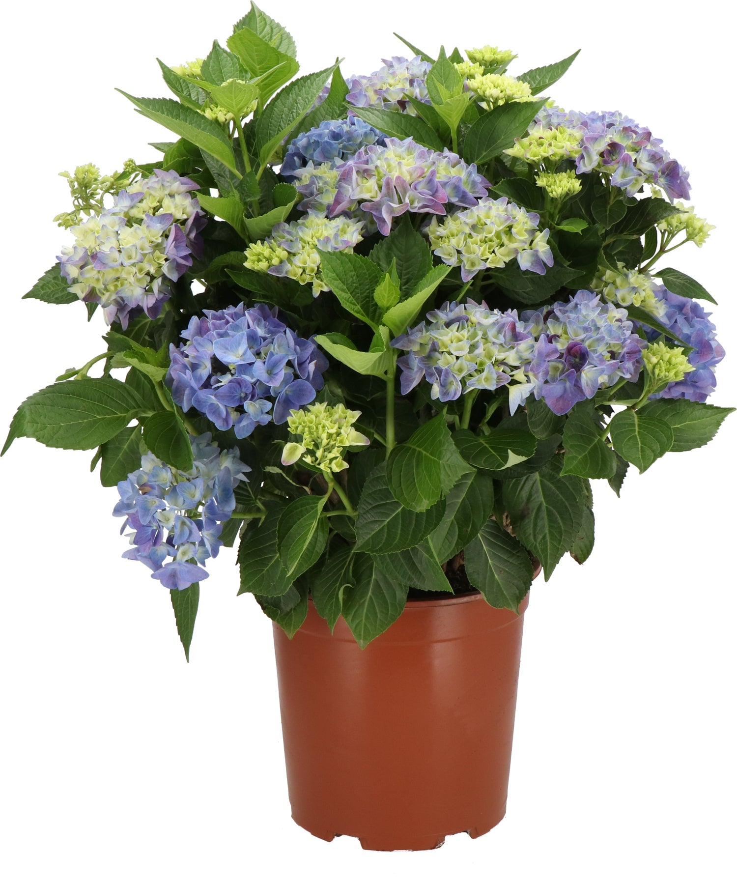 Hortensia (Hydrangea macrophylla) blauw D 21 H 40 cm
