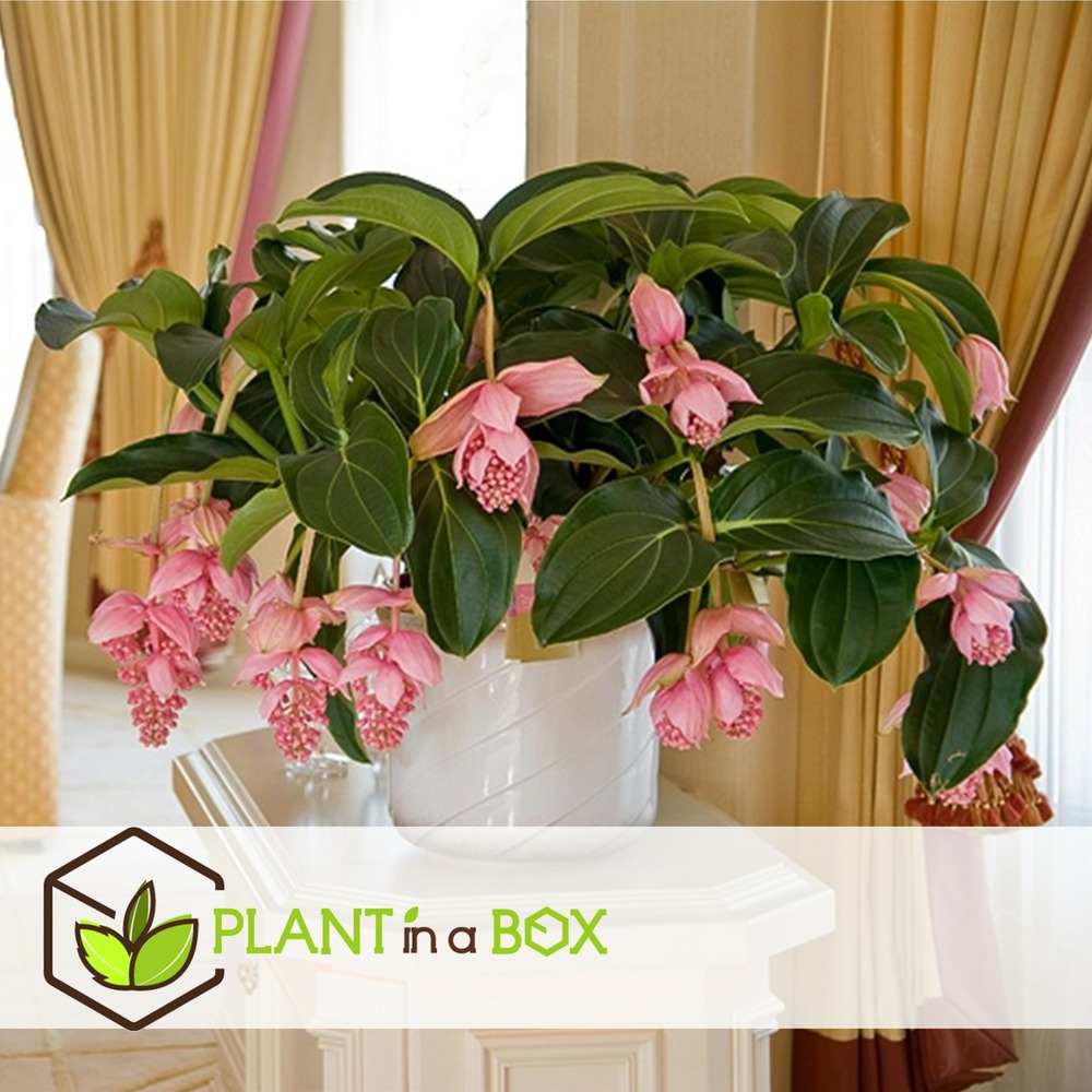 Medinilla magnifica - pot 17cm - hauteur 40-50cm