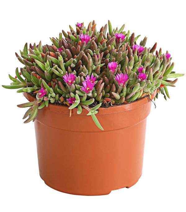 Mittagsblume 'Firespinner', verschiedene