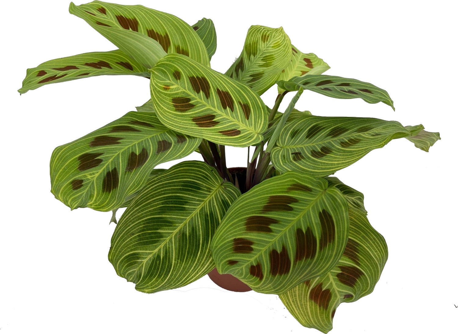 Tiengebodenplant (Maranta leuconeura 'Fantasy') D 12 H 30 cm