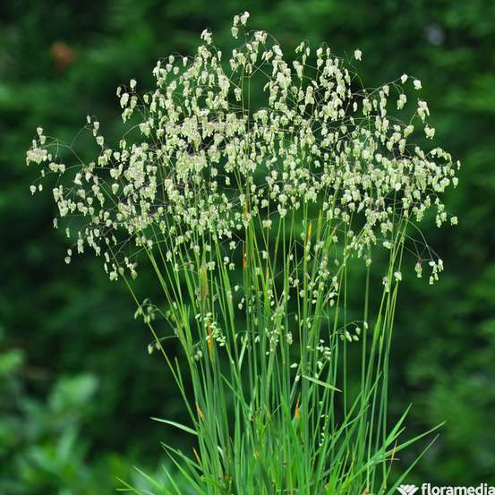 Amourette : godet vert