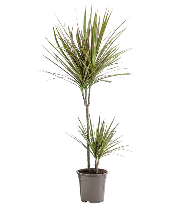 Drachenbaum - Dracaena marginata 'Bicolor'