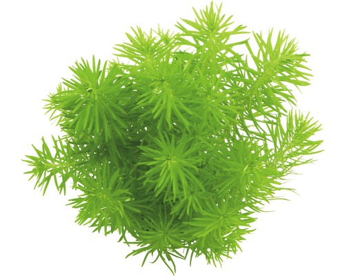 Aquarium waterplantenpakket L 