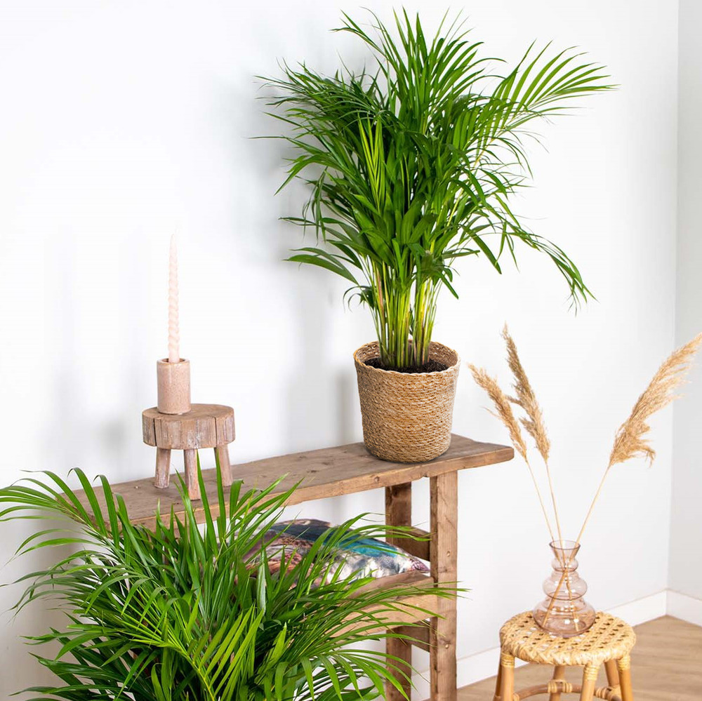 Dypsis lutescens incl. Panier en jonc de mer - palmier doré - ⌀20 cm - ↕90-100 cm
