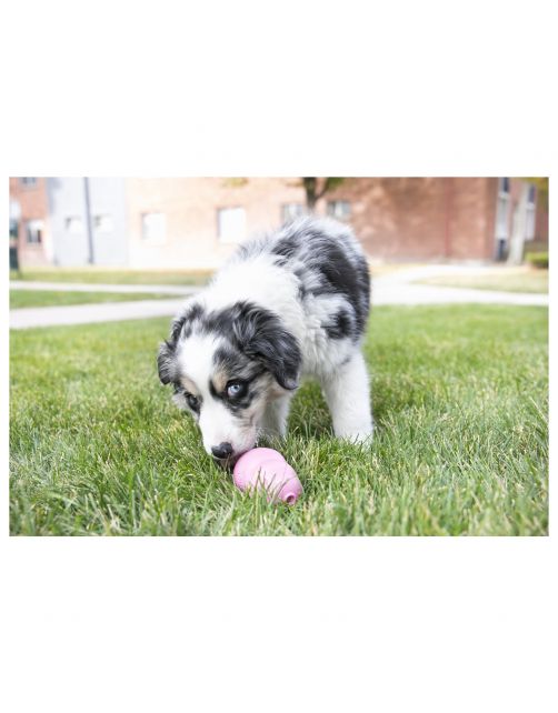 Kong Speeltje Puppy Assorti - Hondenspeelgoed