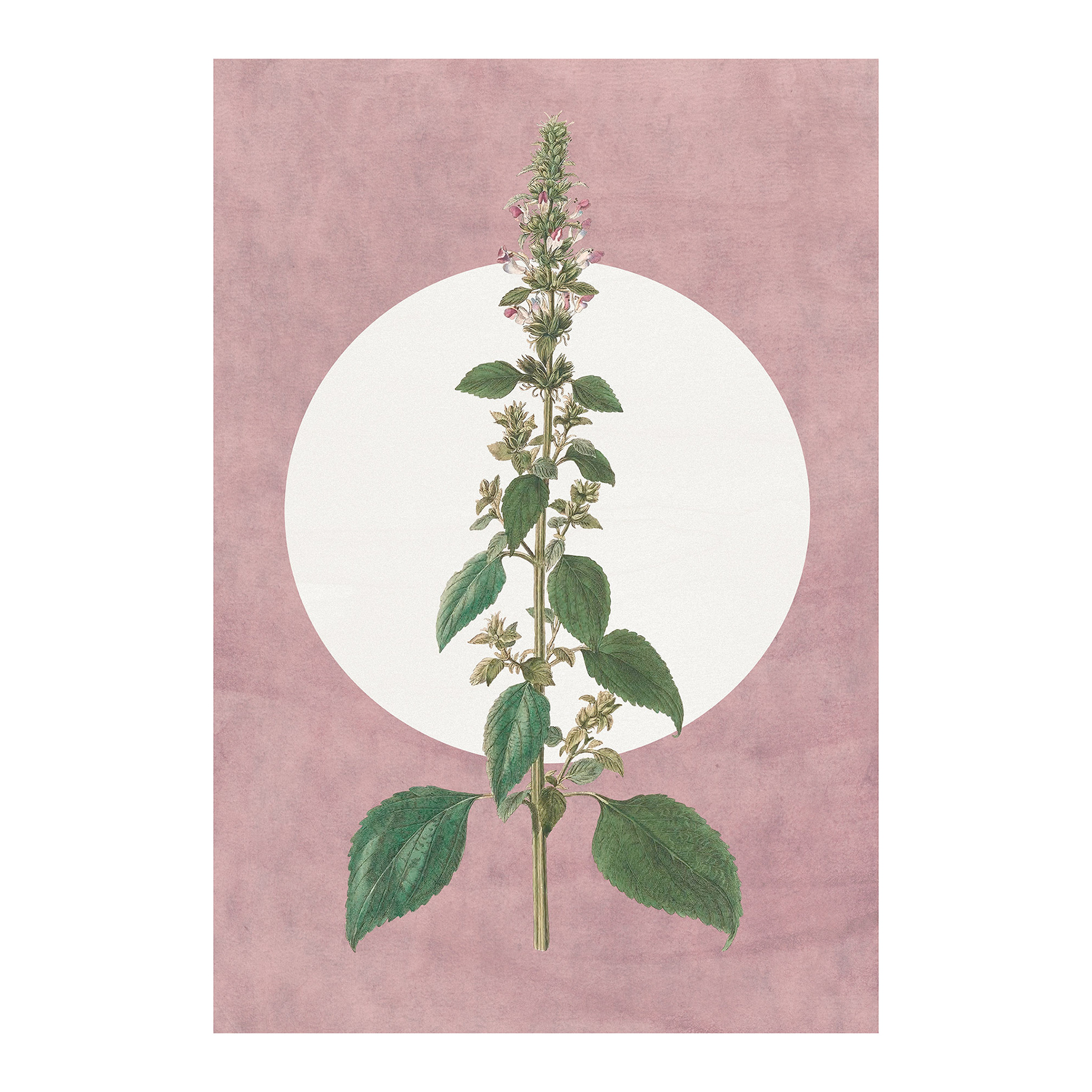 Wandbild MENTHE EN CROISSANCE - 50x70 cm