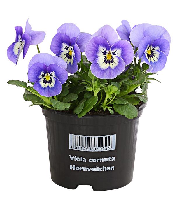 Beet- & Balkonpflanzen-Set Frühlingssonne,