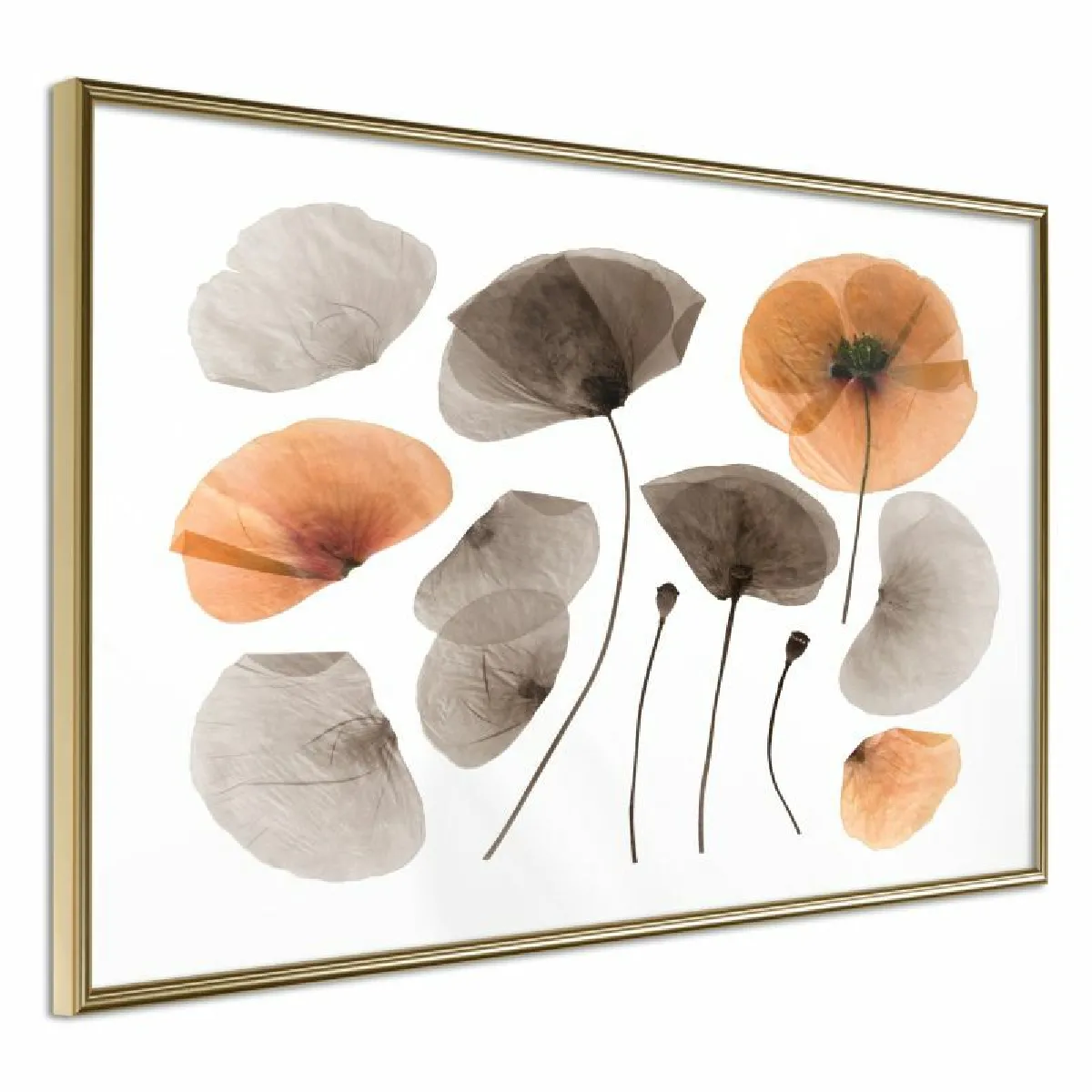 Paris Prix Affiche Dried Poppies