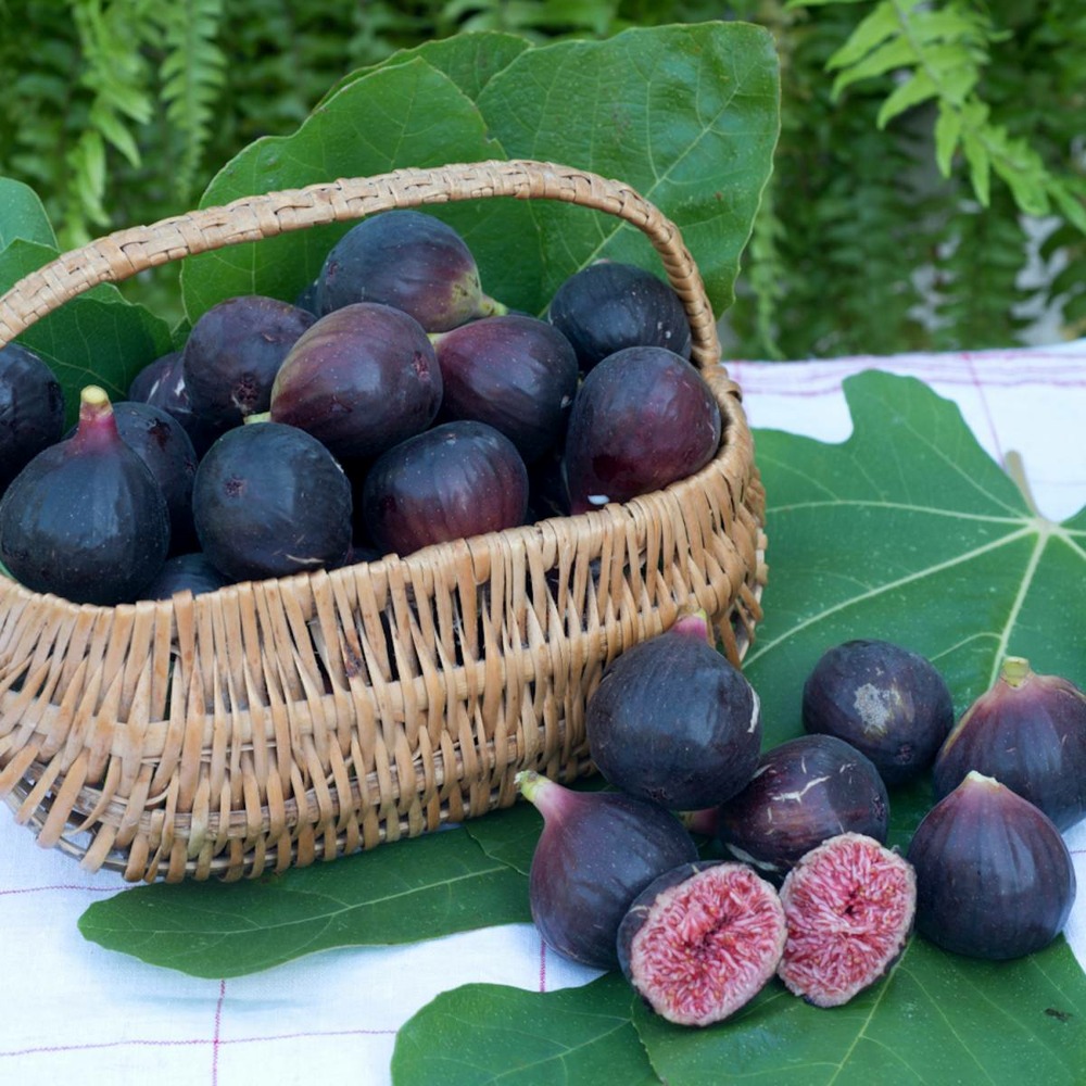 Figuier carica figality®/ficus carica figality®[-]pot de 10l - 60/80 cm
