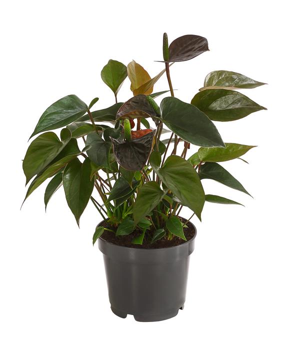 Flamingoblume - Anthurium andreanum 'Black