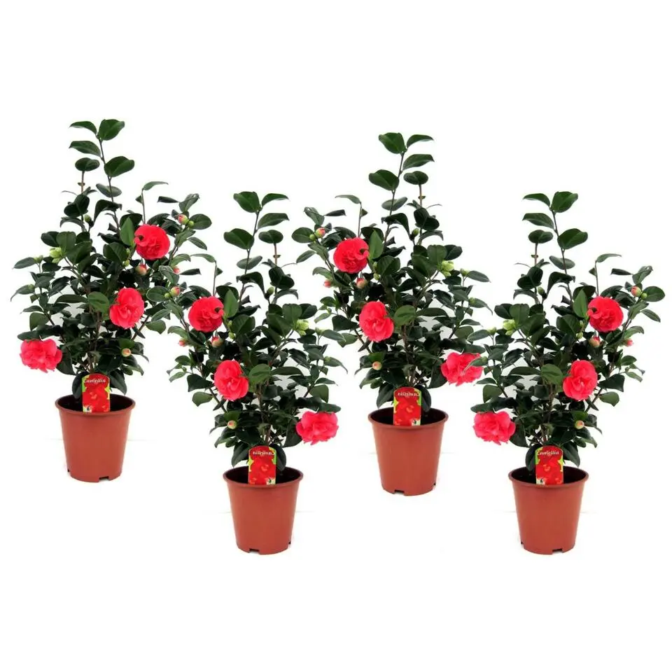 Japanse Roos - Set van 4 - Camellia 'Lady Campbell' - Hoogte 60-70cm - ⌀19cm