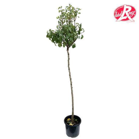 Poirier Comtesse de Paris en 1/2 tige, Label Rouge : pot 15L