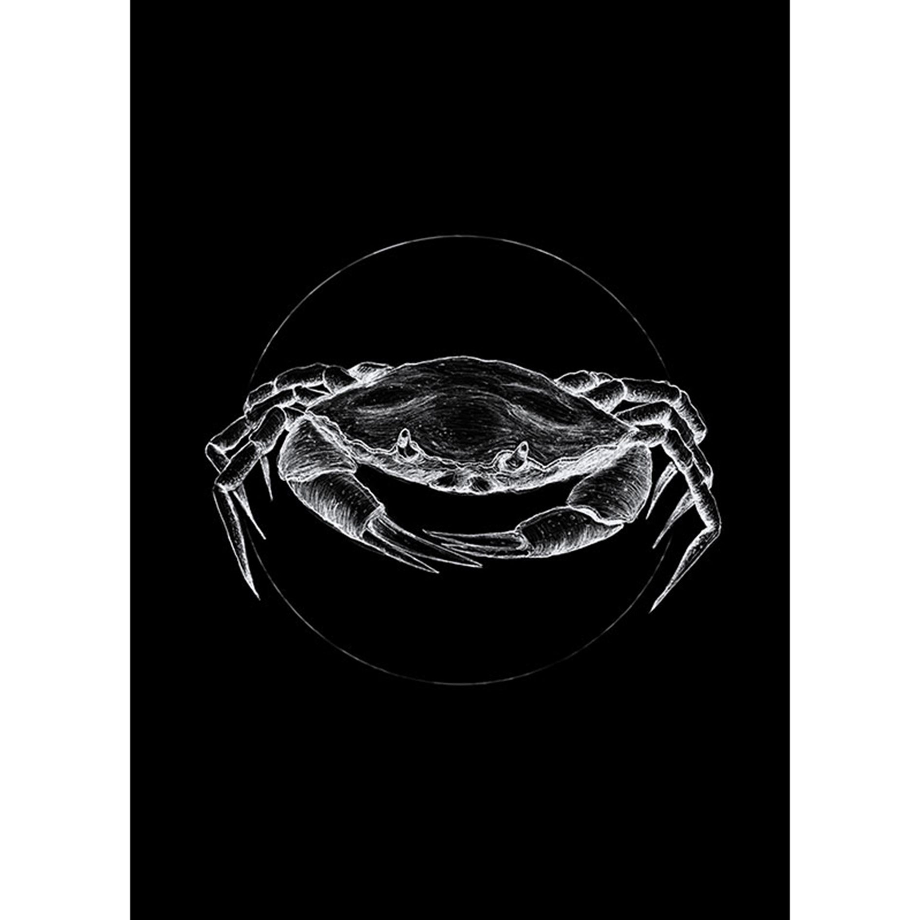 Wandbild CRAB BLACK - schwarz-weiß - 50x70 cm