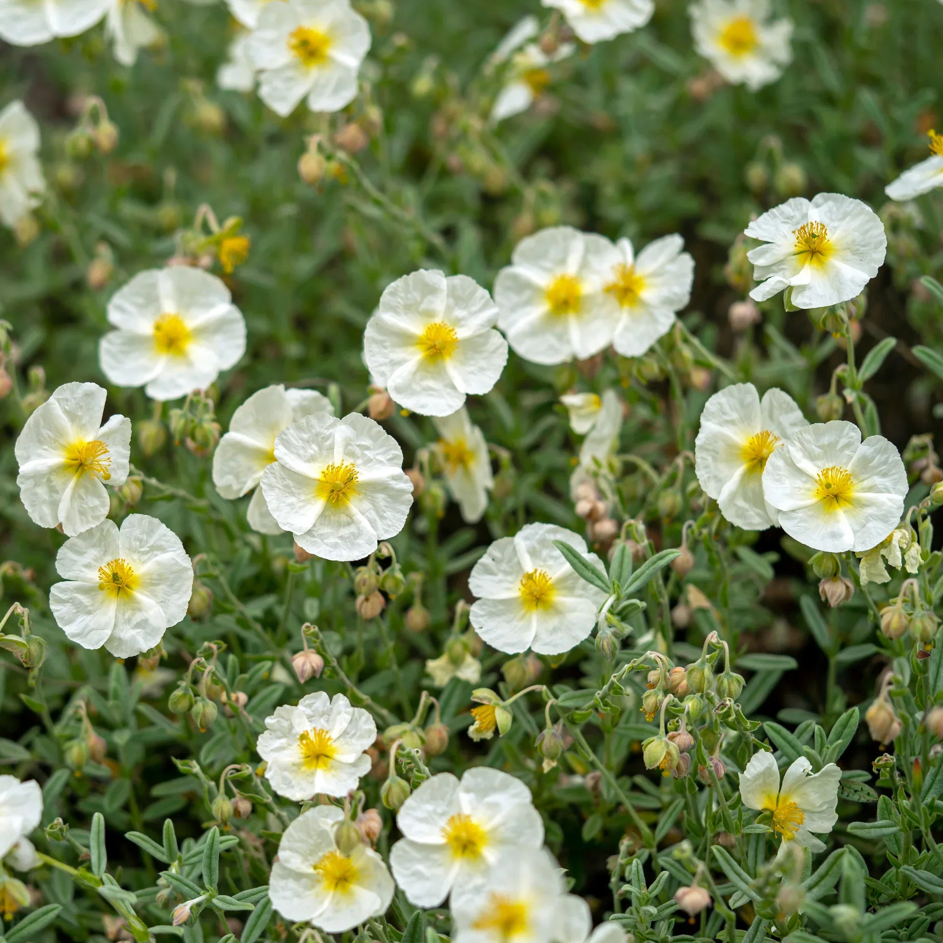 Helianthemum 'The Bride' flerårig plante Ø11 cm