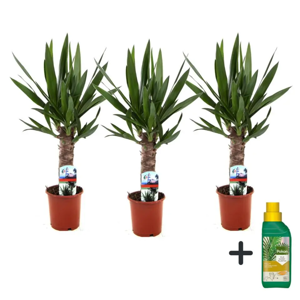 Palmlelie - Set van 3 - Yucca elephantipes - Hoogte 50-60cm - ⌀14cm