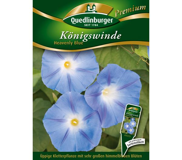 Quedlinburger Samen Königswinde 'Heavenly