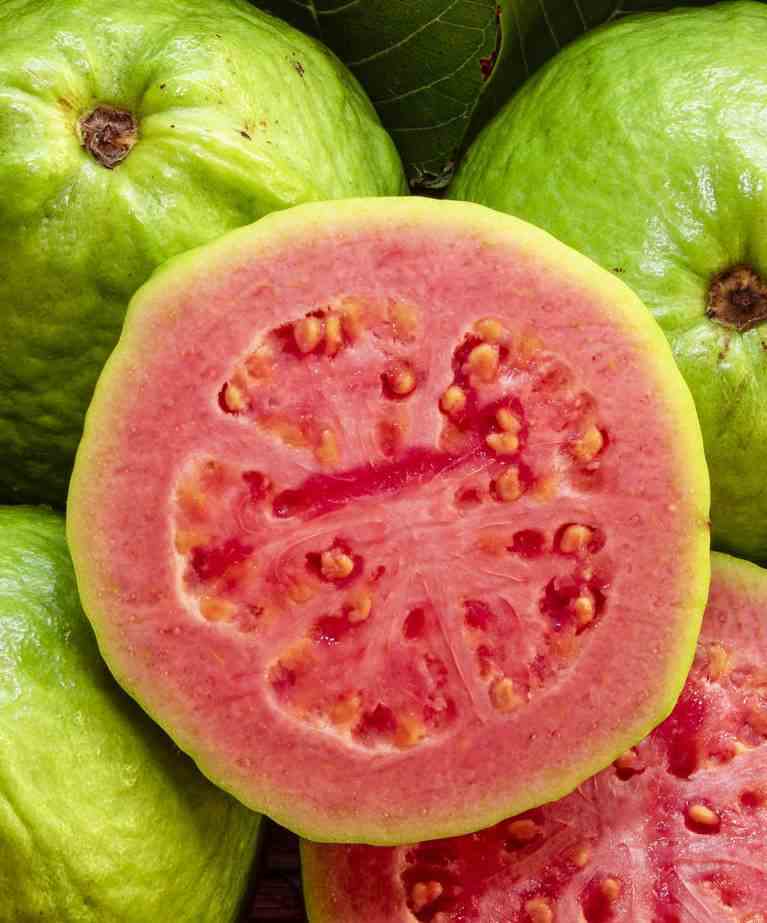 Goyave psidium guajava 