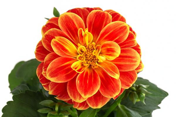 Zwergdahlie, Besonderheit, verschiedene Farben