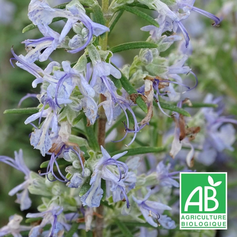 Romarin officinalis sardaigne bio/rosmarinus officinalis sardaigne[-]lot de 3 godets