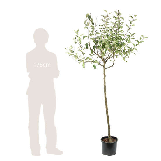 Pommier Jonagold : ½ tige, 4-5 ans, H 170-180 cm