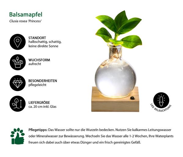 Waterplant Balsamapfel im Kugelglas - Clusia