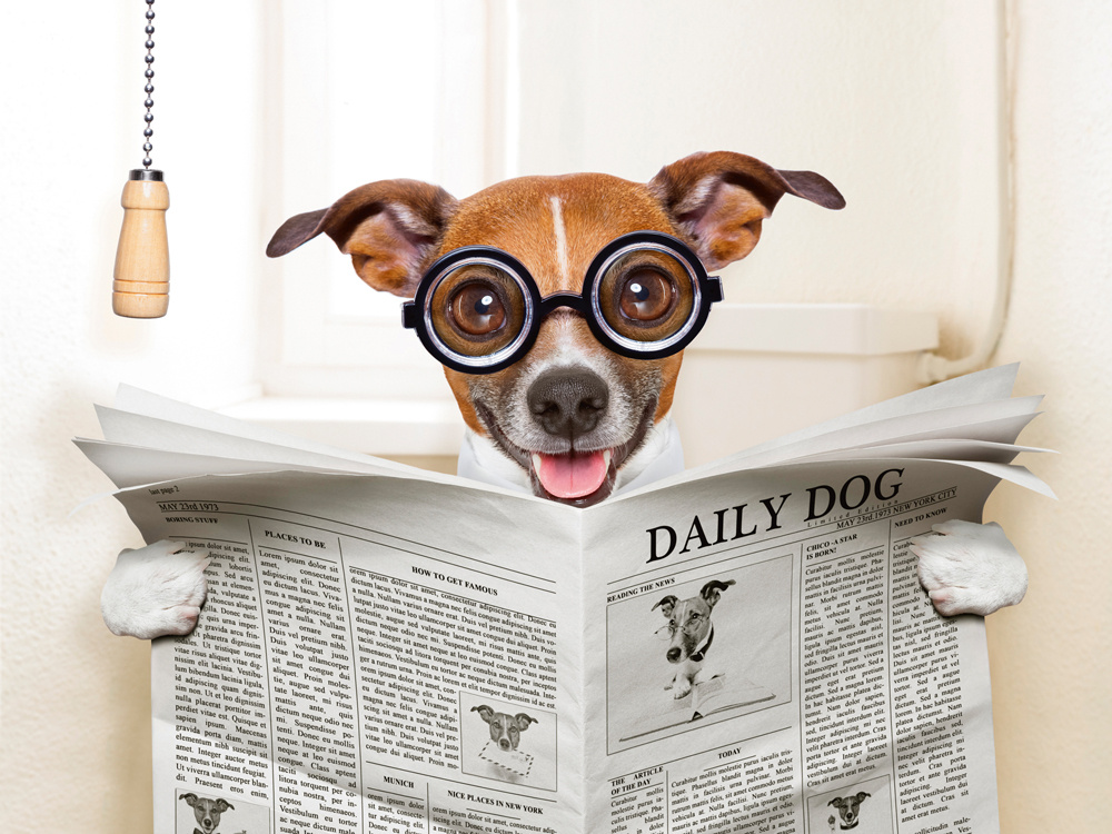 Akustikbild HUND MIT ZEITUNG 80x120cm, 7kg