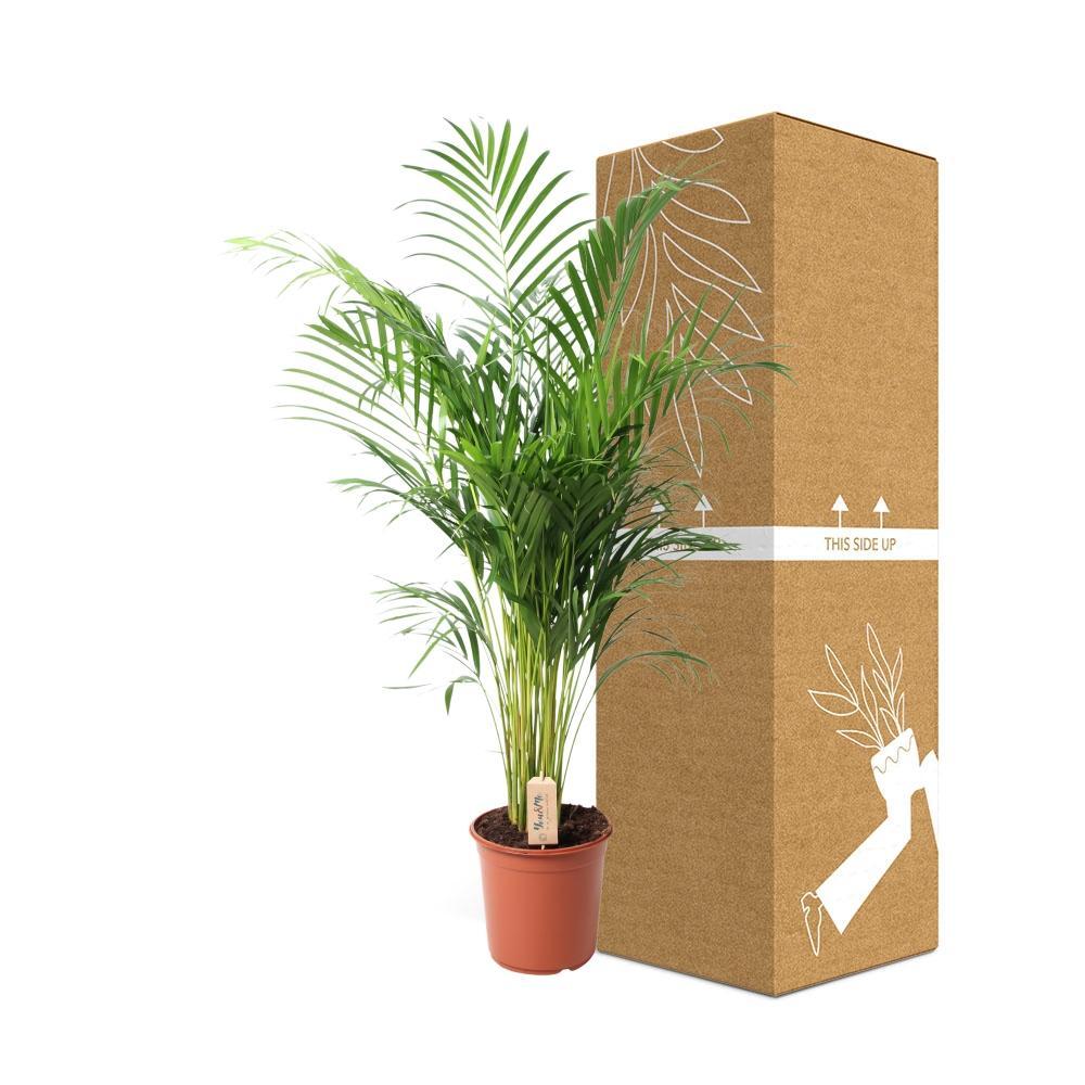 Plante d'intérieur - dypsis lutescens 110.0cm