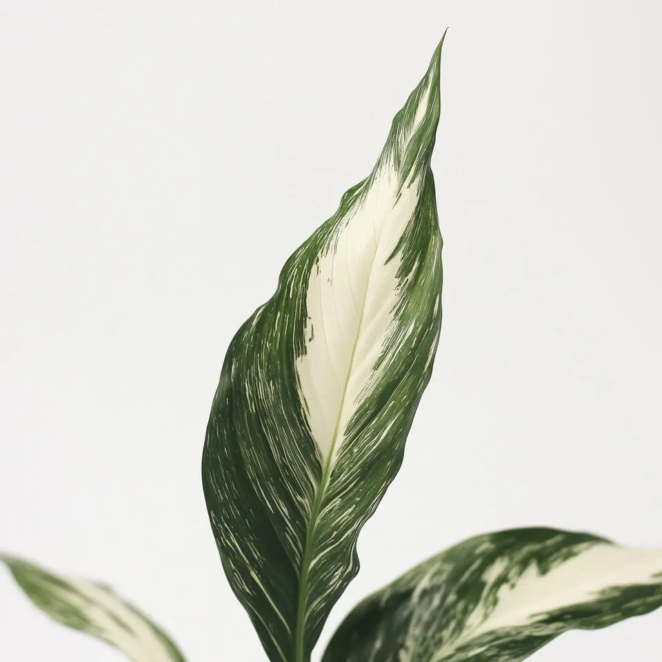 Lepelplant - Set van 2 - Spathiphyllum 'Diamond' - Hoogte 40-50cm - ⌀12cm