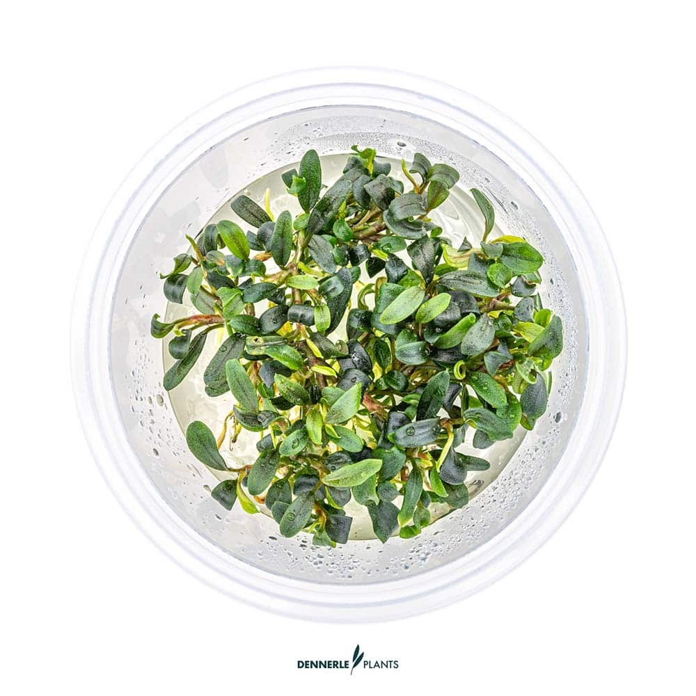 Bucephalandra micrantha needle leaf in vitro