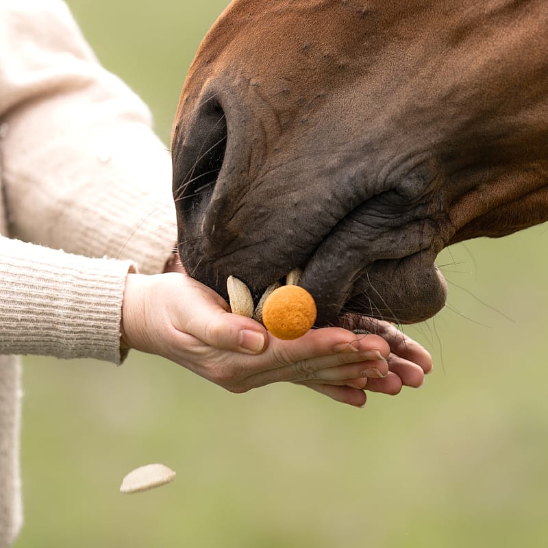 Paardensnoepjes Dierapotheker.nl 400 gram