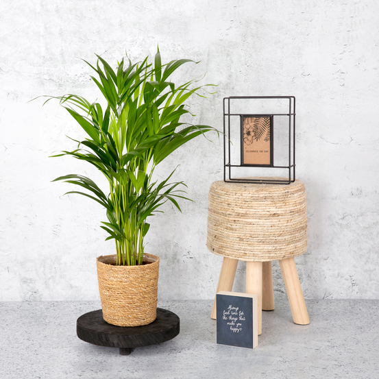 Palmier, Areca Dypsis - pot D.17 cm