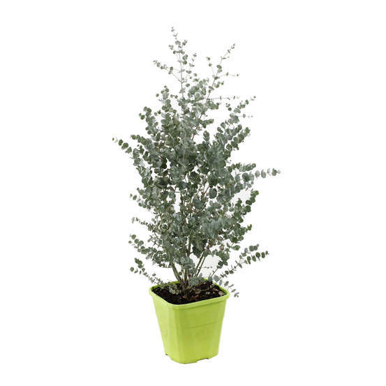 Eucalyptus gunnii Azura ' Cagire' : conteneur 8 litres