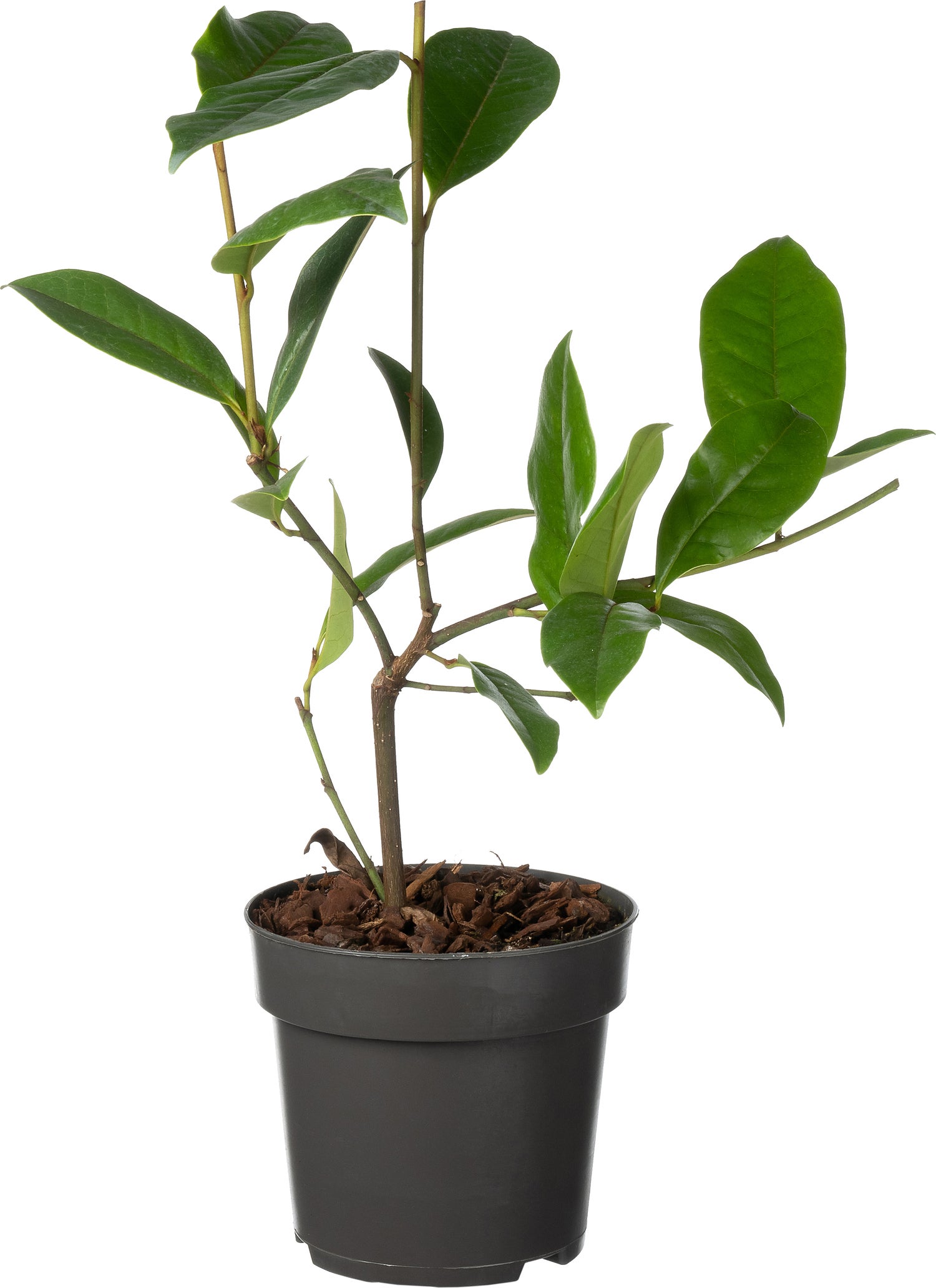 Bananenstruik (Michelia 'Fairy Magnolia Cream'®) D 13 H 20 cm