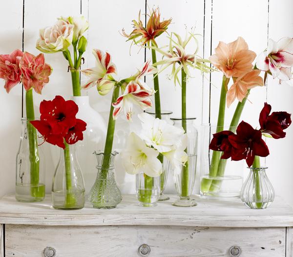 Gefüllte Amaryllis - Hippeastrum,