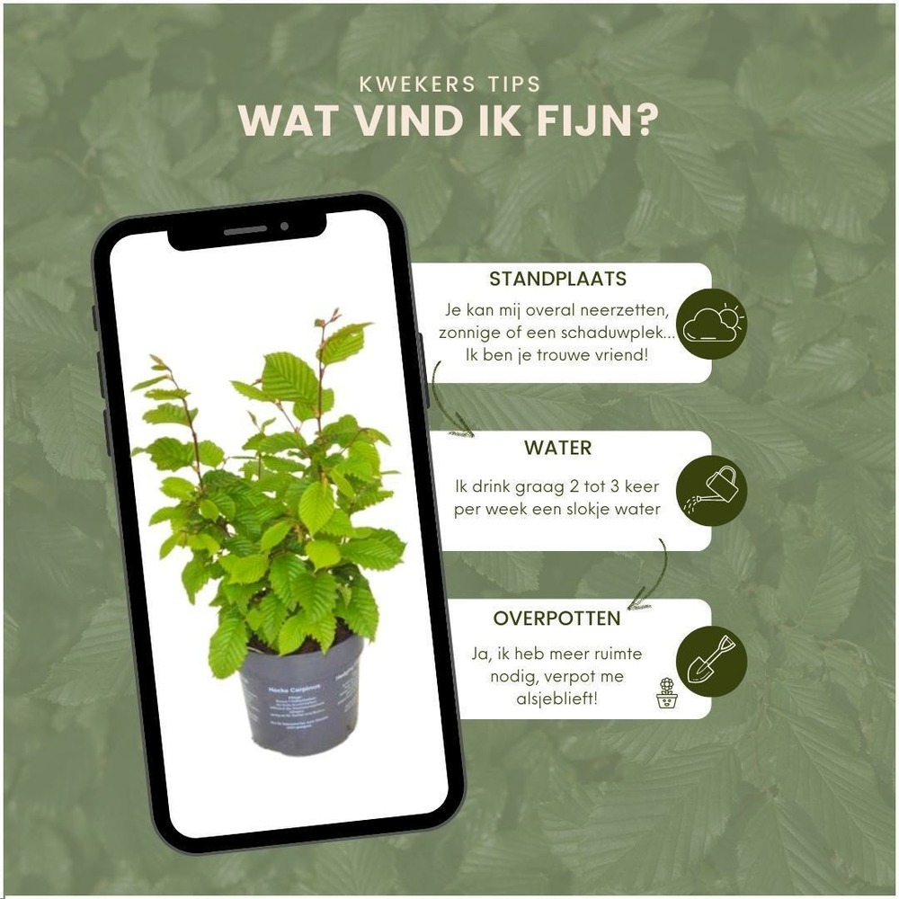Carpinus betulus - lot de 6