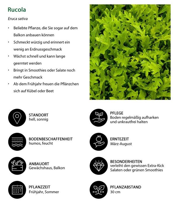 Rucola, 12er Schale